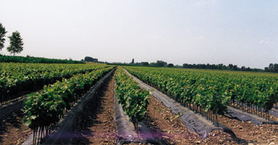 The grafted cuttings production